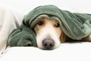 dog wrapped in blanket